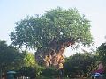 Animal Kingdom